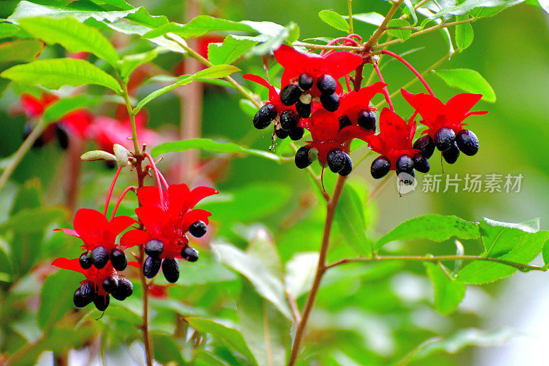 美丽植物的花/毛莨属